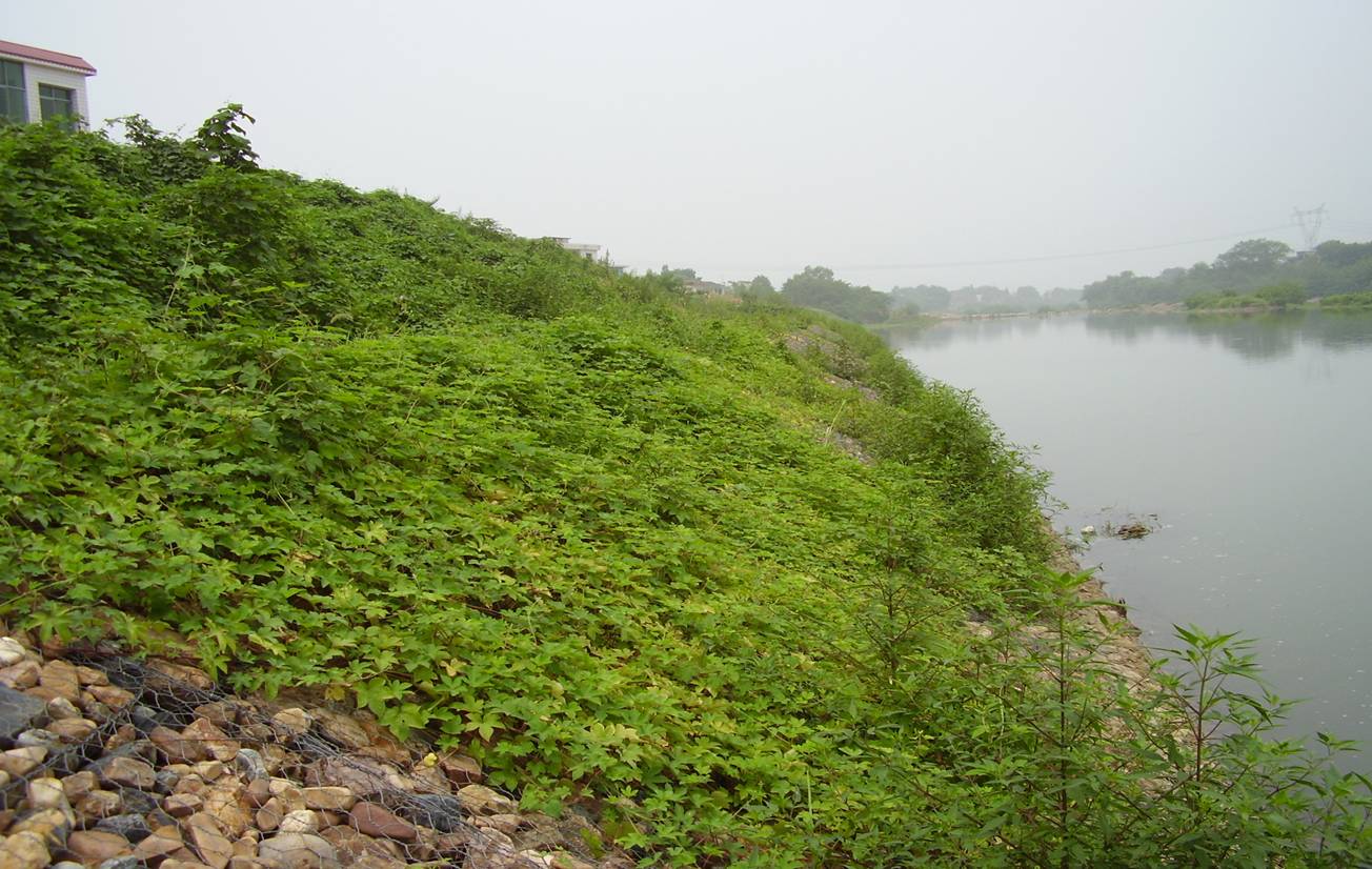 河道石籠網(wǎng)怎么防護(hù)？